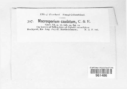 Alternaria caudata image